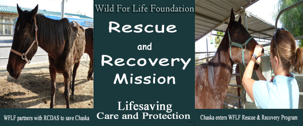 Chaska enters WFLF Rescue & Recovery Program